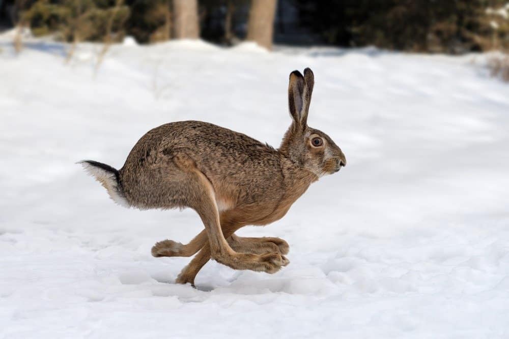 Hare runs in the winter forest