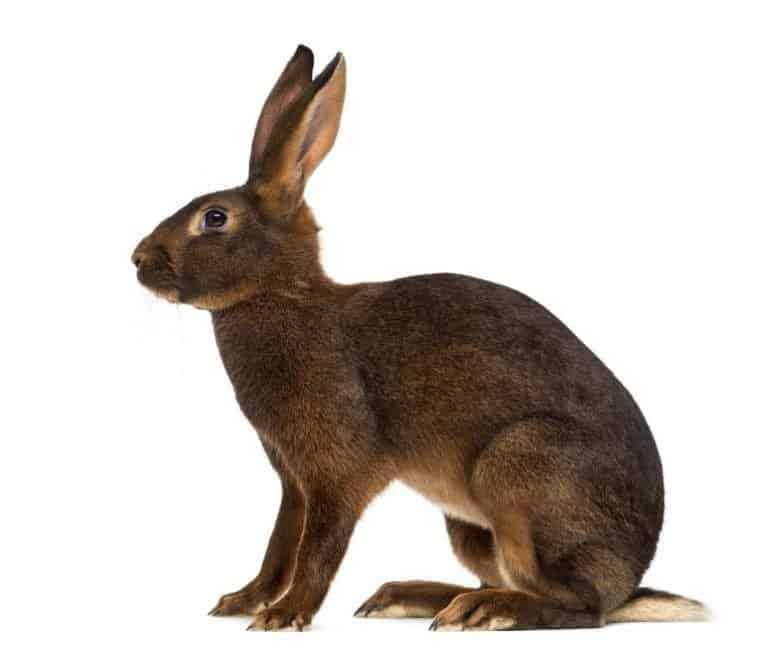 Belgian Hare in front of a white background