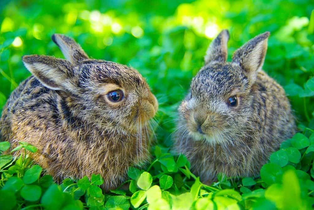 Wild European Hare Babies siting in a clover field
