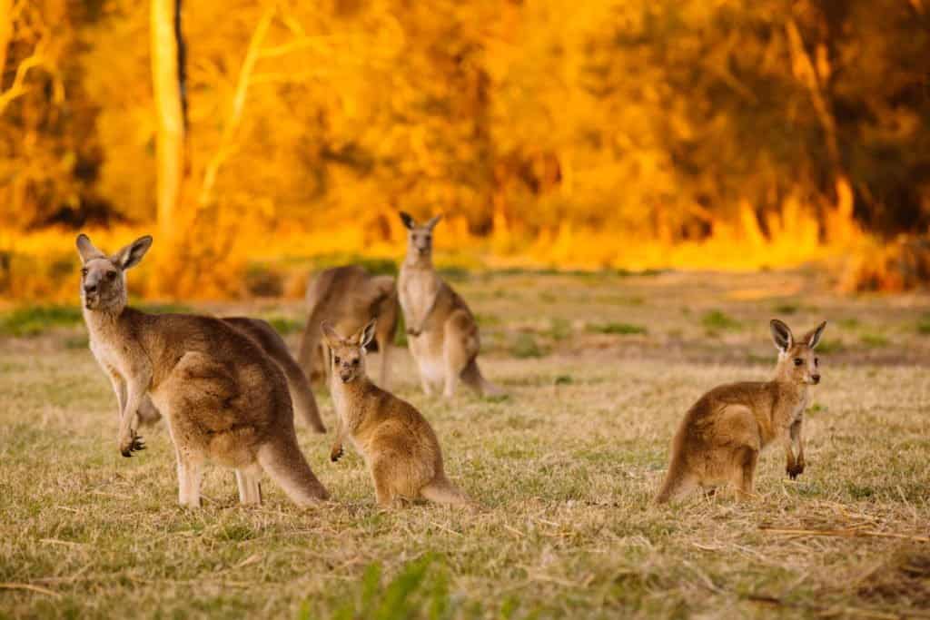 Animals that can pause their pregnancy - kangaroos can delay their pregnancy for up to 11 months