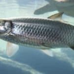 Atlantic herring