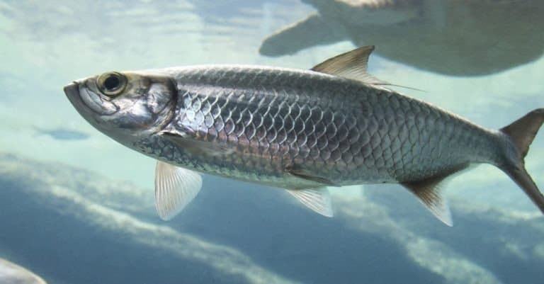 Silver Atlantic herring fish swimming in clear sea water