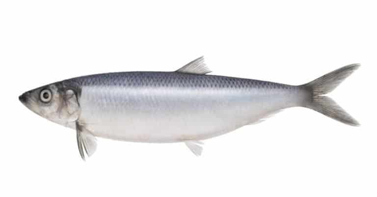 Fish herring isolated on white background