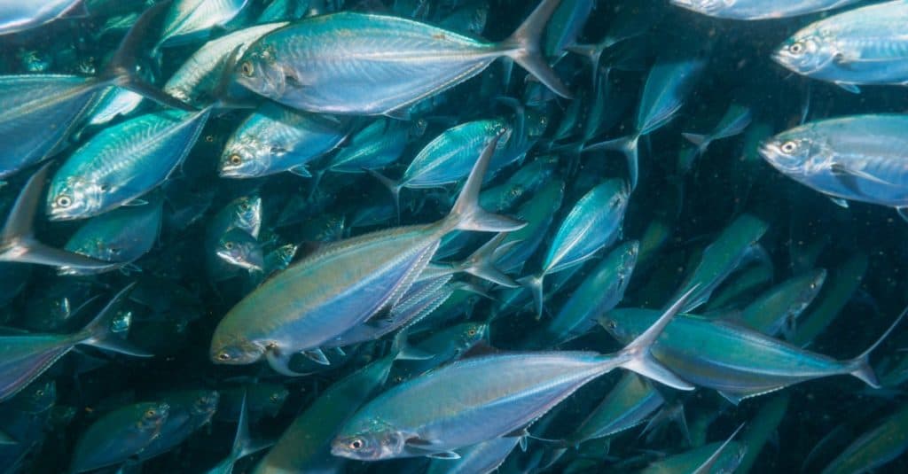 A massive school of Herring scad