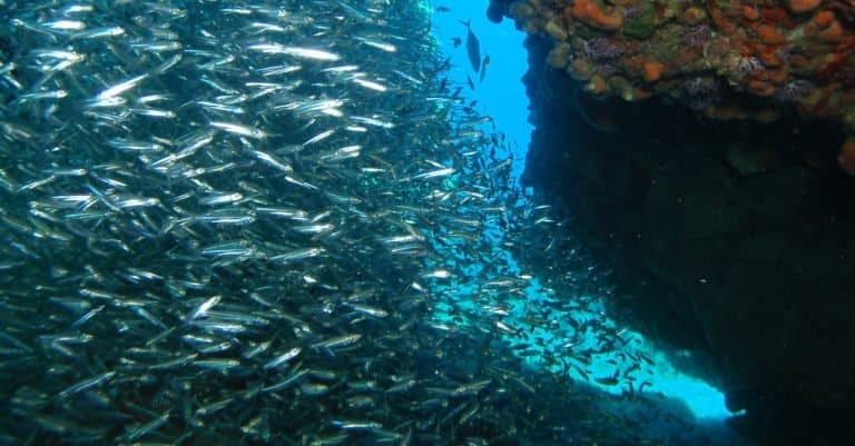 School of silverside herrings from the coral reefs