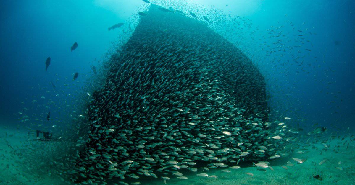 School of small silver herring surrounding a shipwreck, coral reefs of Sea of Cortez, Pacific ocean.
