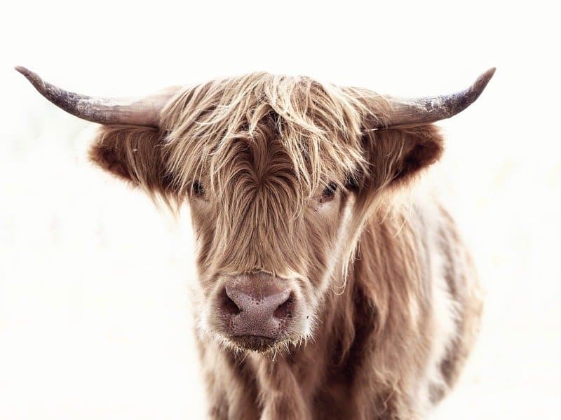 are highland cattle friendly