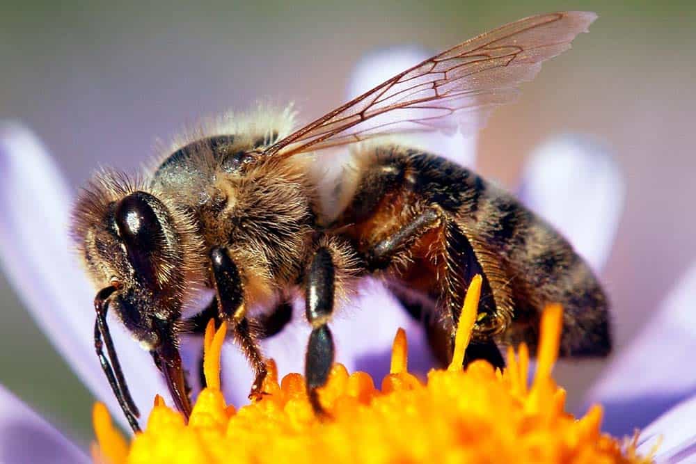 Honey bee perched on a purple and yellow flower.