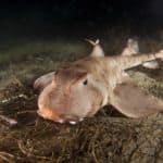Horn shark
