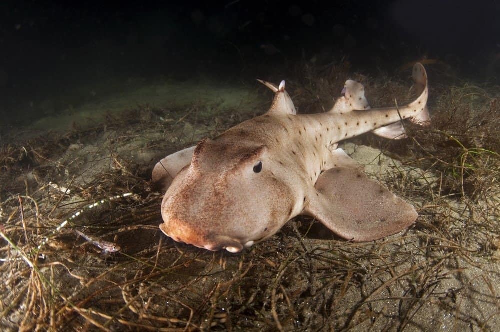 Horn Shark Close up at Redondo Beach, California