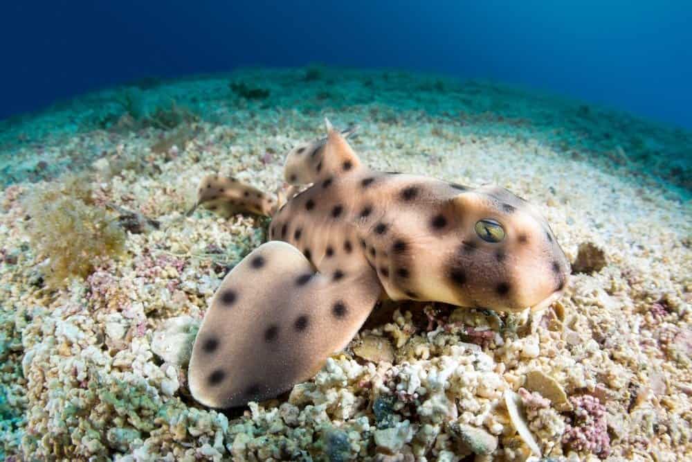 A juvenile horn shark rests motionless on the bottom of the sea floor.