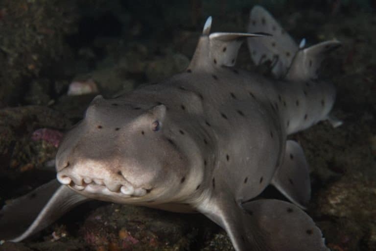 Types of Shark - Horn Shark - Heterodontus francisci, Horn Shark on a Palos Verdes reef