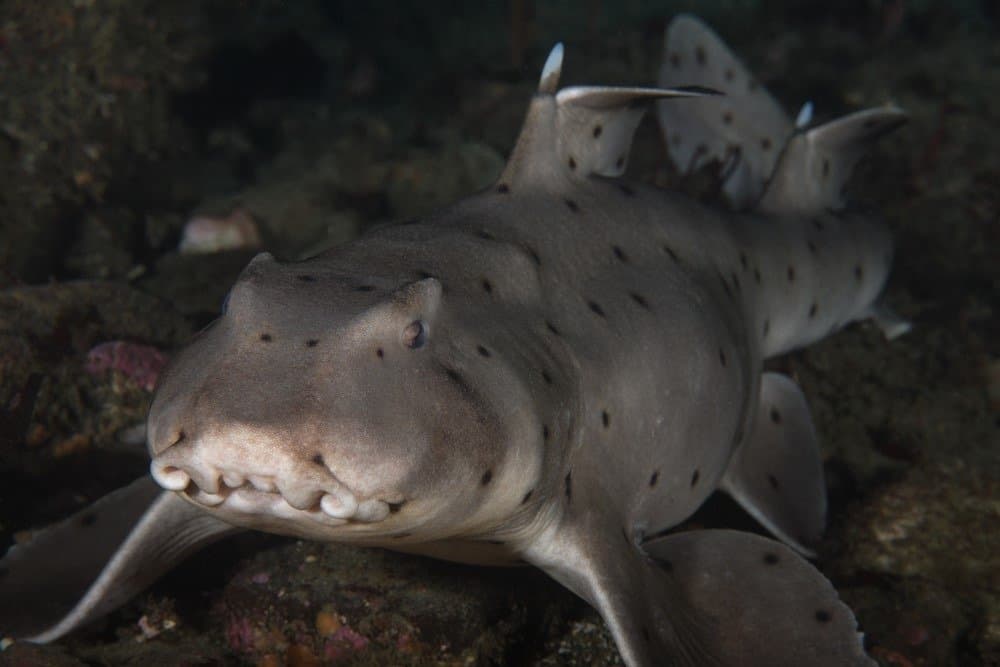 Horn Shark (head-on view)