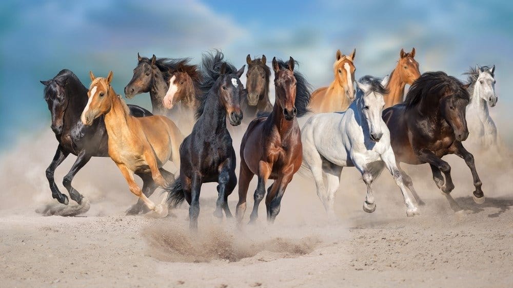 Horse herd run free on desert dust against storm sky