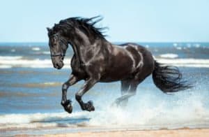 Yes, Horses Can Swim! Discover 5 Facts About These Surprising Swimmers Picture