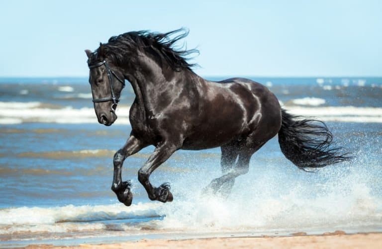 black Friesian horse runs gallop on the water on the coast