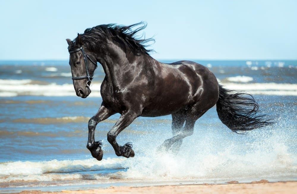 Friesian horse prices 2023