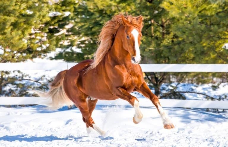 Horse galloping on snow at horse farm