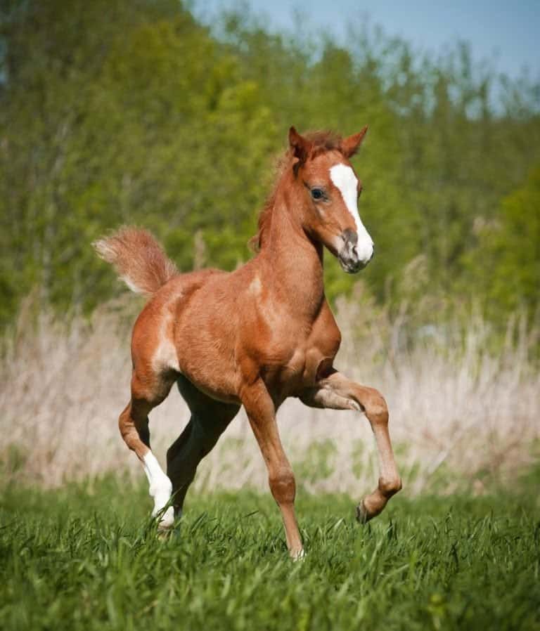 Horse foal playing in the field