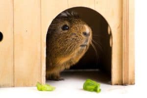 Here’s How to Keep Your Guinea Pig Healthy and Entertained Picture
