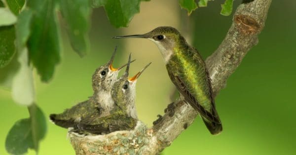 Hummingbird Bird Facts | AZ Animals