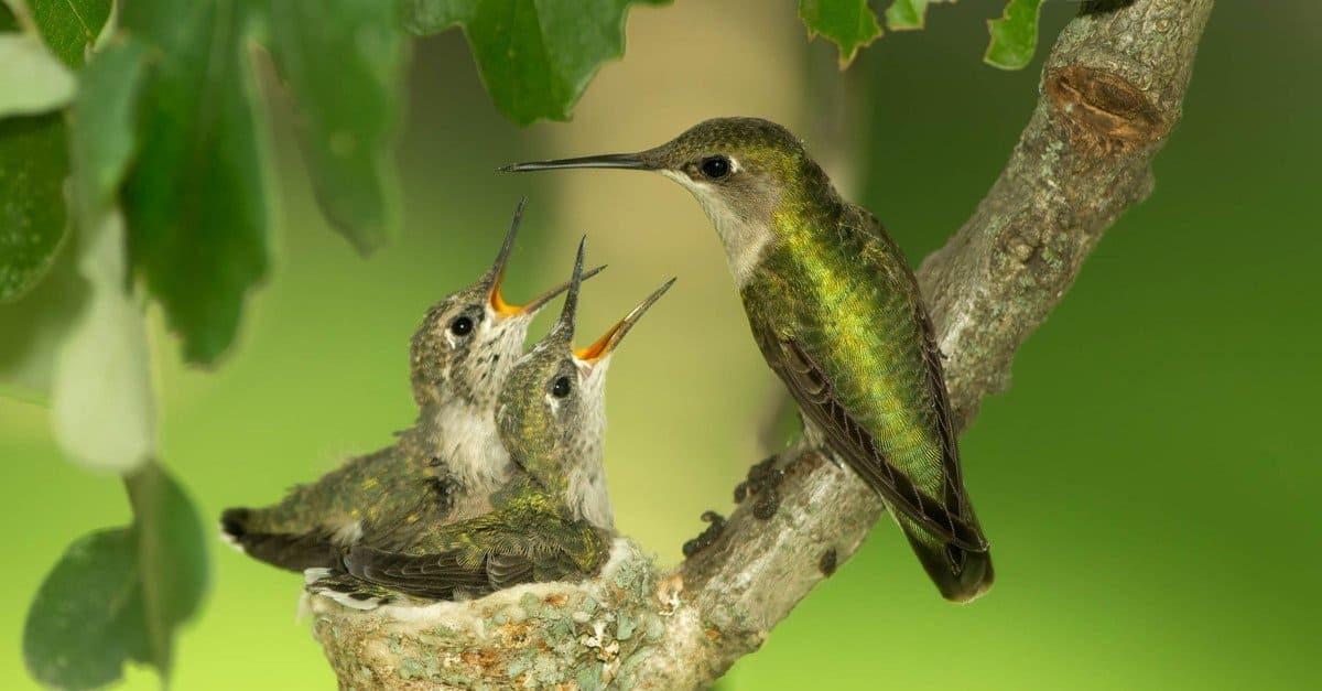 Hummingbird on nest, ruby throated hummingbird, female and two chicks, feeding