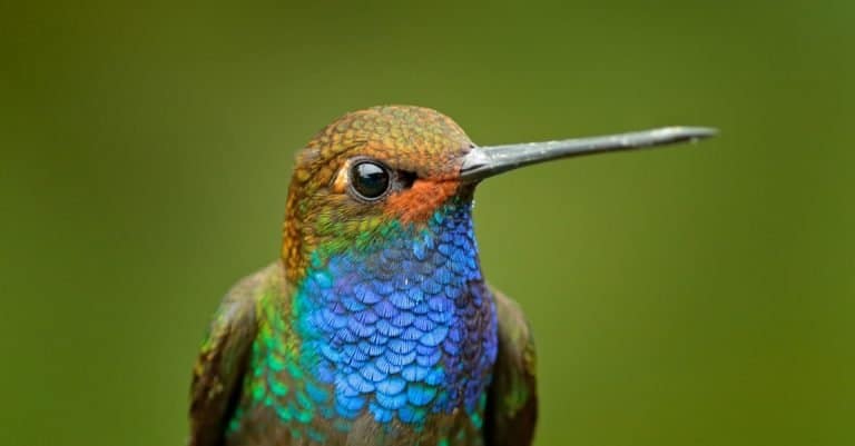 Detail portrait of blue hummingbird