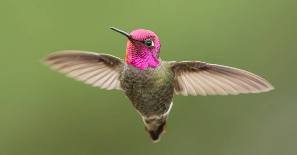 Male Anna's Hummingbird Showing off