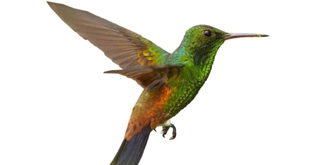 Green, Caribbean hummingbird with coppery colored wings and tail on white background