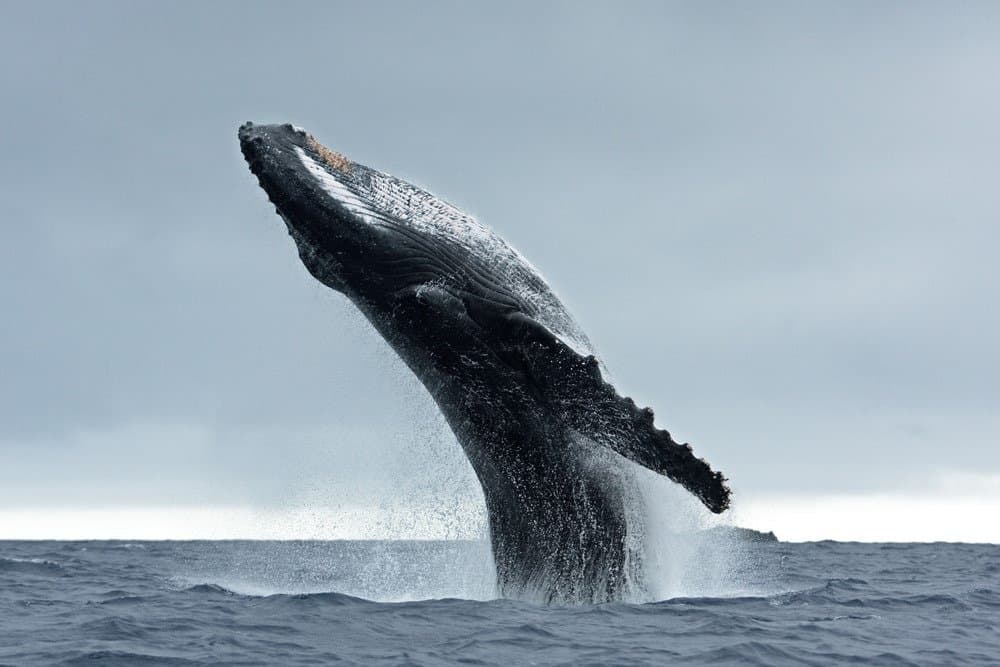 Baleine à bosse violant