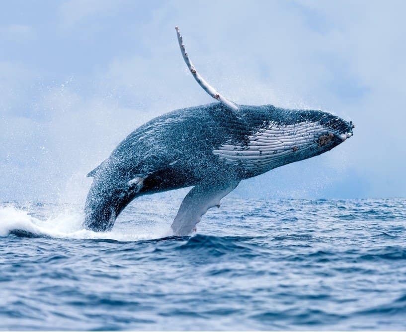 วาฬหลังค่อม (Megaptera novaeangliae) แหวกแนวที่ Puerto Lopez ประเทศเอกวาดอร์
