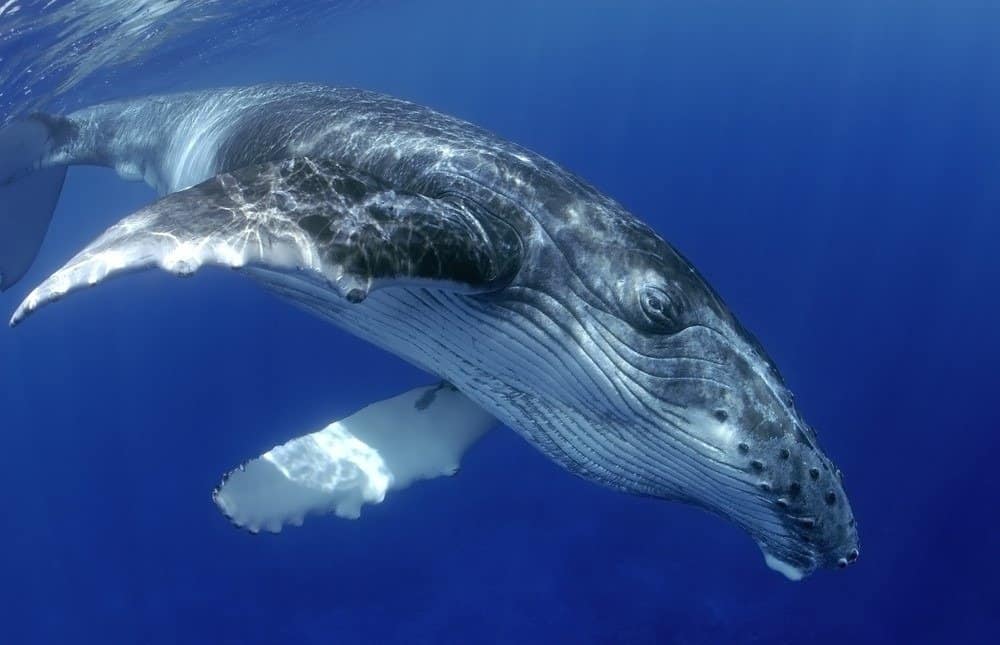 Young Humpback Whale swimming