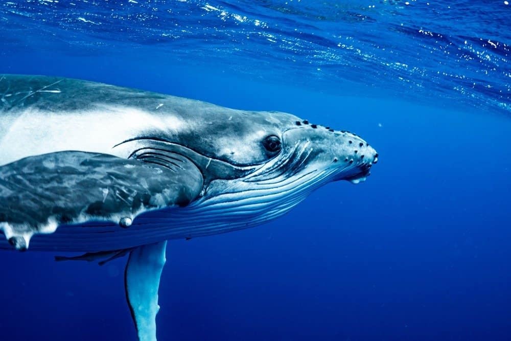 วาฬหลังค่อมโคลสอัพใต้น้ำ