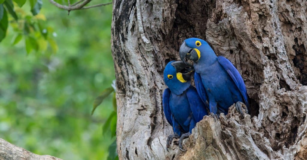 two hyacinth macaws