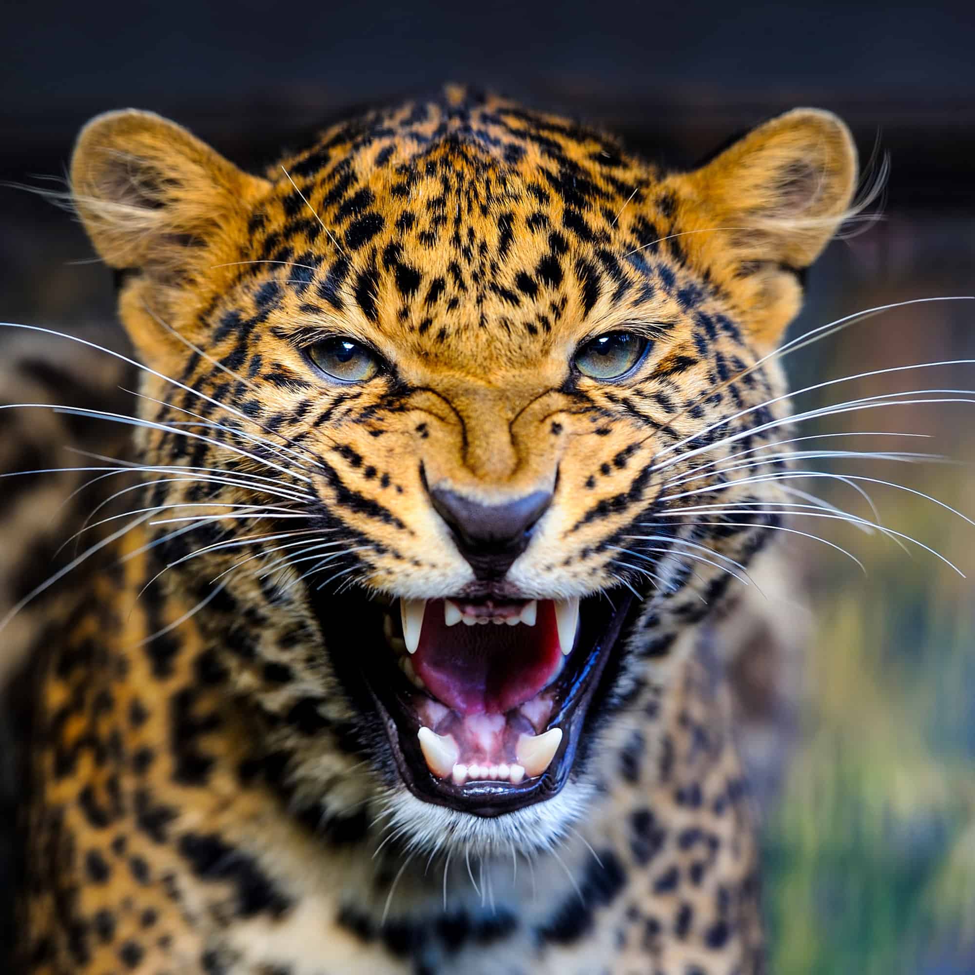 cheetah looking at camera