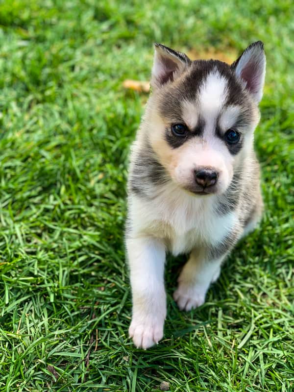 Northern Inuit dog puppies