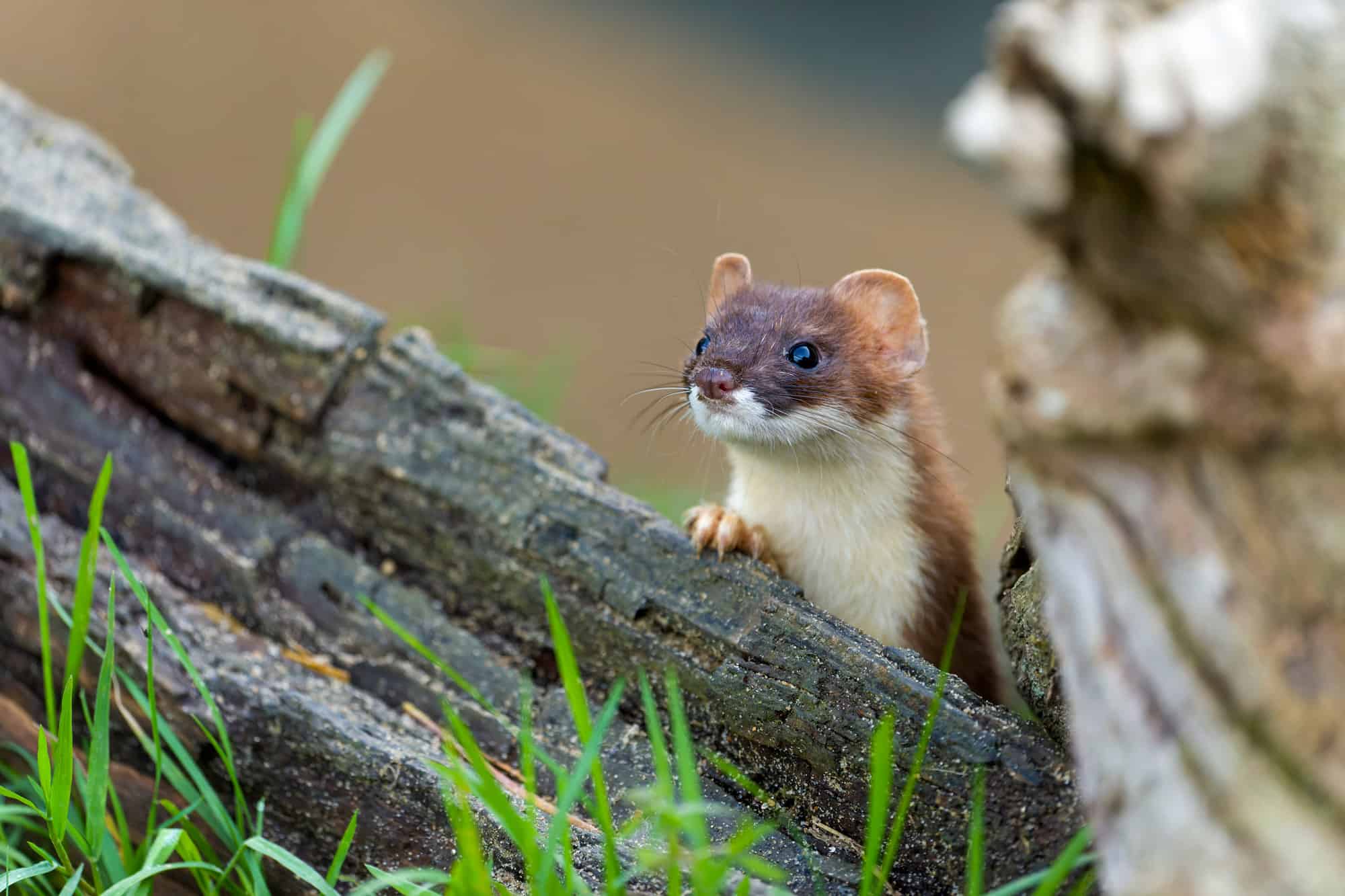 Animal, Animal Wildlife, Color Image, Ermine, Horizontal