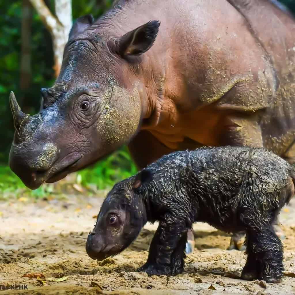Sumatran Rhinoceros, Rhinoceros, Sumatra Indonesia, Indonesia, Aggression
