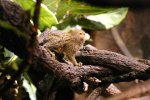 The Tiny Pygmy Marmoset   <a href=