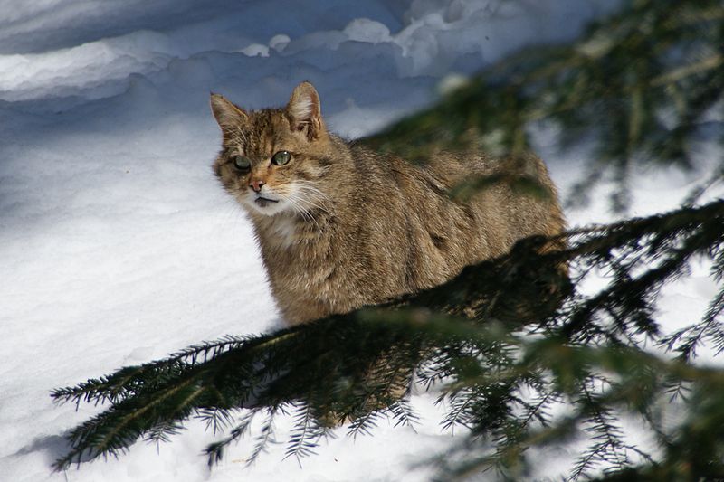 European Wild Cats | AZ Animals