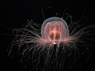 A Immortal Jellyfish