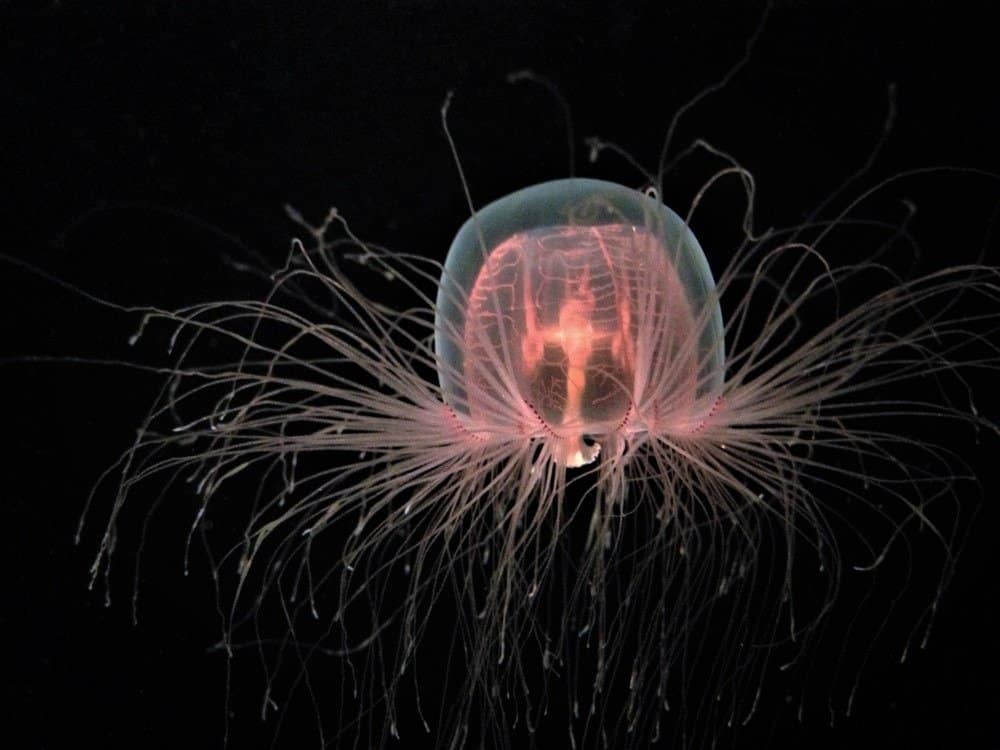 Immortal Jellyfish Animal Facts | Turritopsis dohrnii - AZ Animals