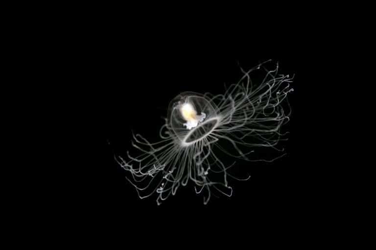 Immortal jellyfish, Sarigerme Turkey