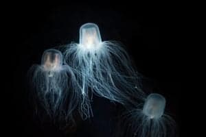 How Old is the Oldest Jellyfish Ever? Picture