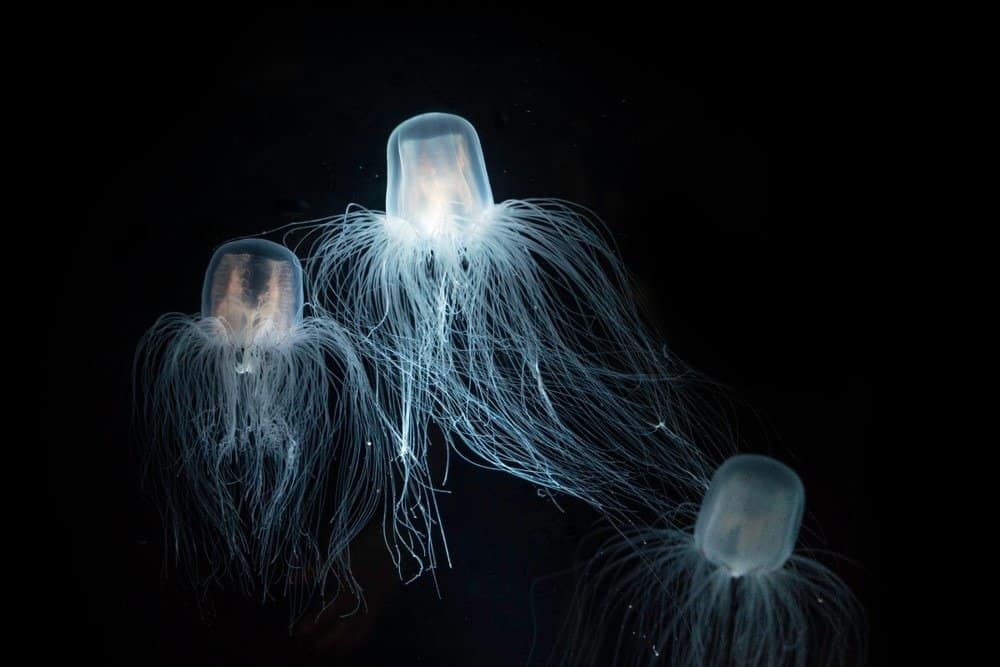 Immortal Jellyfish can regenerate