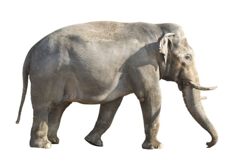 Indian elephant on white background