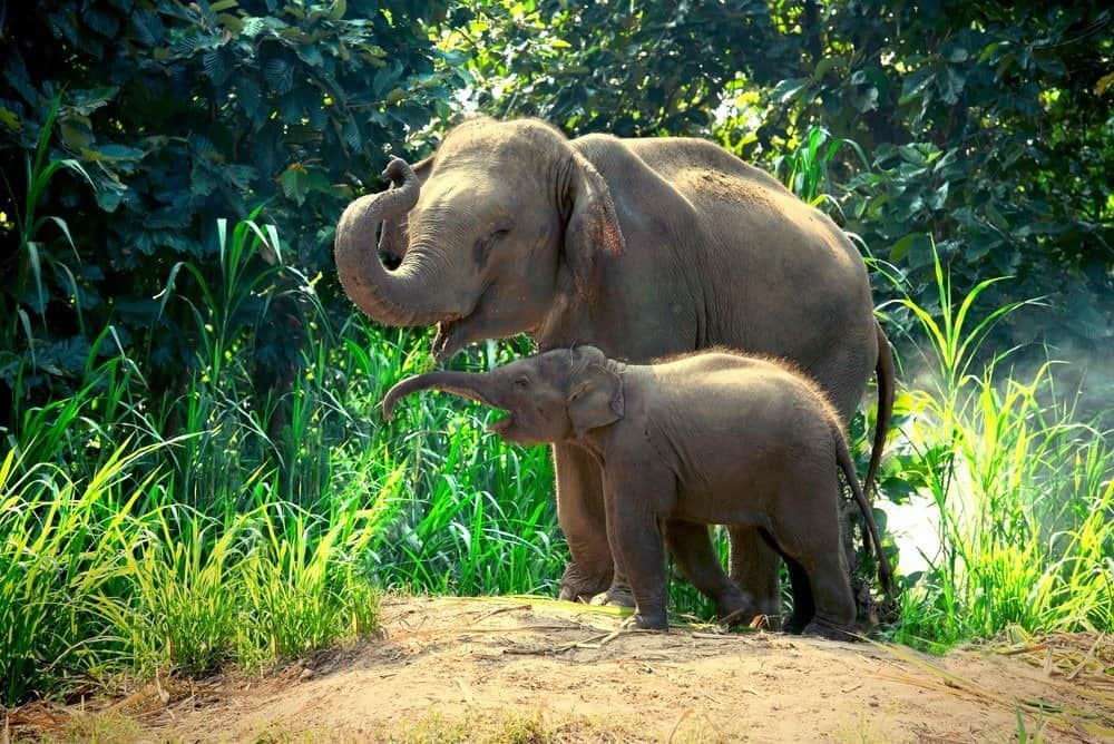 Mother Indian elephant with baby