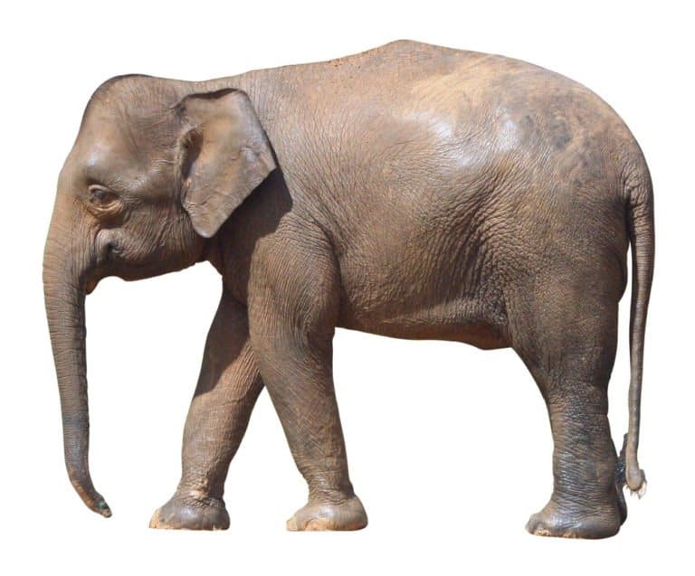 Borneo elephant isolated on a white background