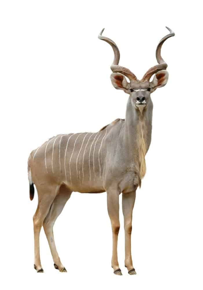 Kudu isolated on white background