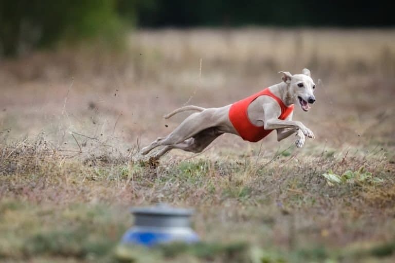 Small Italian Greyhound pursues bait in the field.